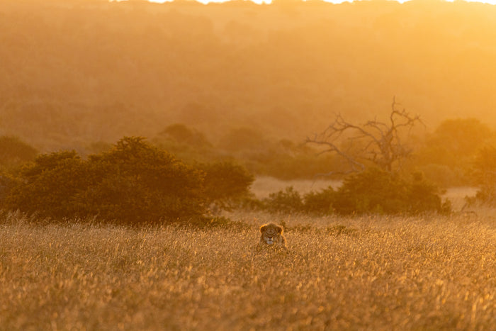 A field note from the bush